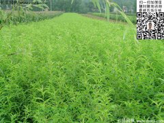 哪里有桃樹苗賣，偷偷告訴你一家又好又便宜的