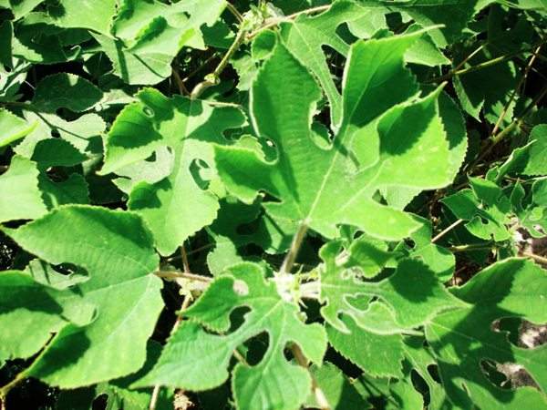 構(gòu)樹(shù)的葉子