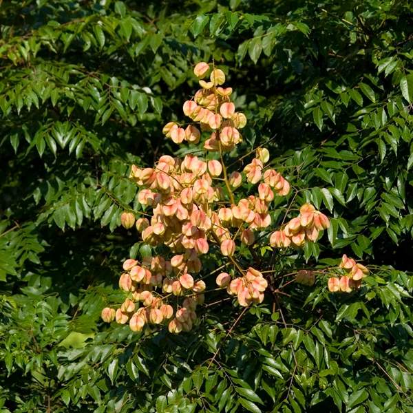 欒樹(shù)種類 欒樹(shù)種類