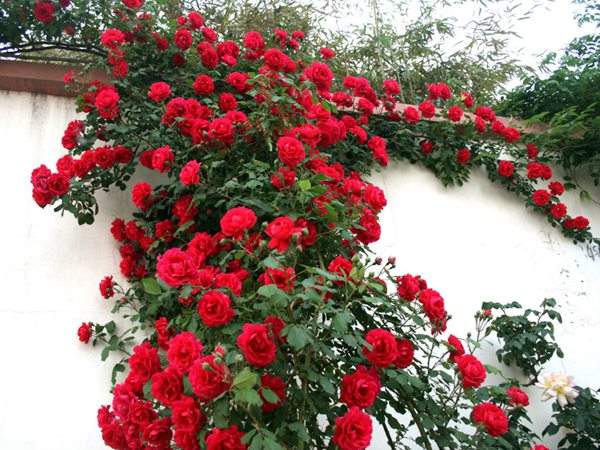 藤本月季花語是什么？