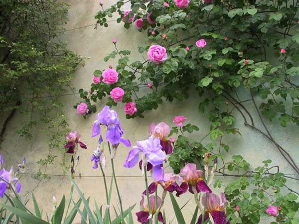 藤本月季花語是什么？