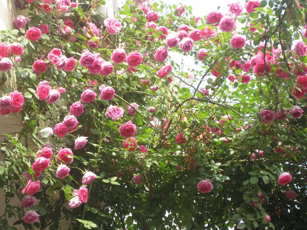 藤本月季花語是什么？