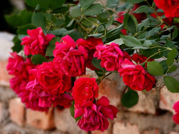 藤本月季花語是什么？