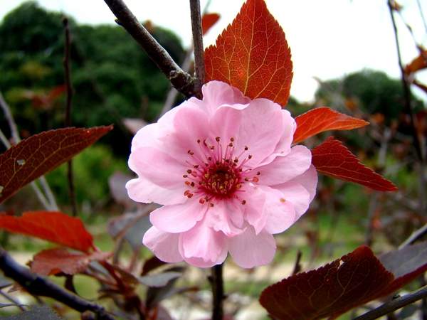美人梅種植基地