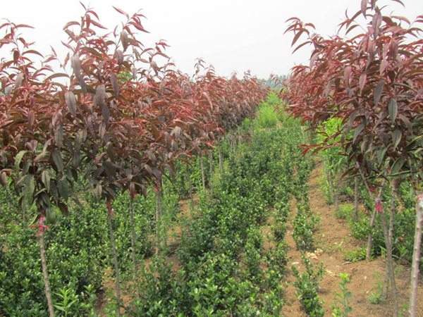 紅葉碧桃種植方法匯總！