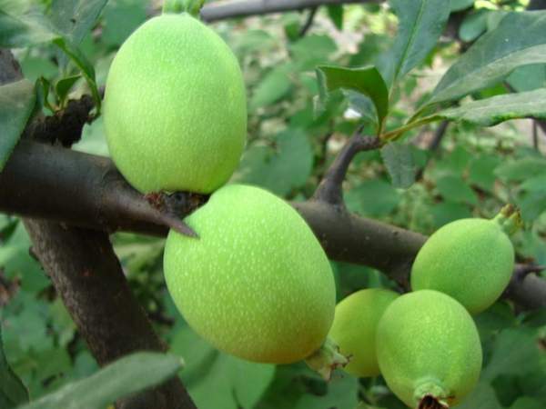 木瓜樹綠化、經(jīng)濟(jì)價(jià)值 木瓜樹綠化、經(jīng)濟(jì)價(jià)值