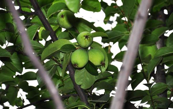 木瓜樹價(jià)格 木瓜樹價(jià)格