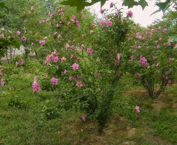 木槿小苗 木槿小苗