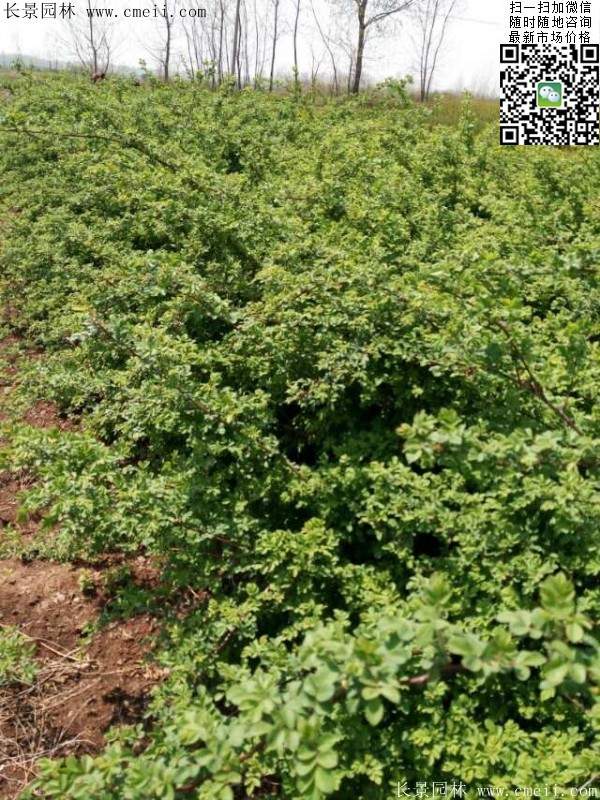 沭陽薔薇花 沭陽薔薇花