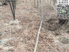 專家告訴你，為什么5公分櫸樹在園林界最暢銷