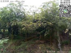 珍貴的紅櫸樹在我這，只珍不貴！