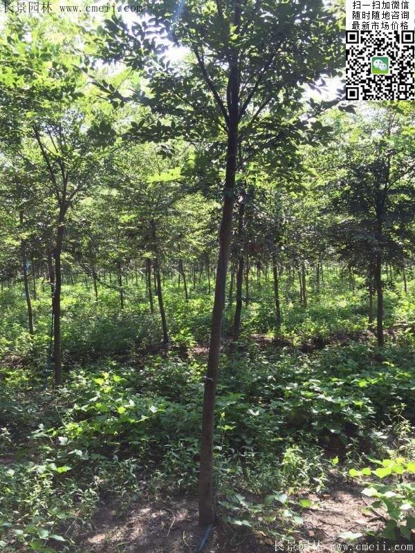 櫸樹哪里便宜？麻煩推薦一家大型，有誠信的單位！