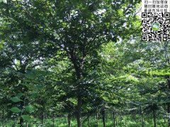 目前國內櫸樹哪里最多，你一定不知