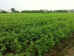 目前國內哪里的櫸樹小苗多？