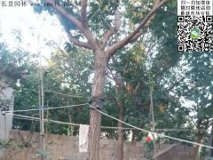 都是傲嬌的流蘇樹，只賣呆萌的價格