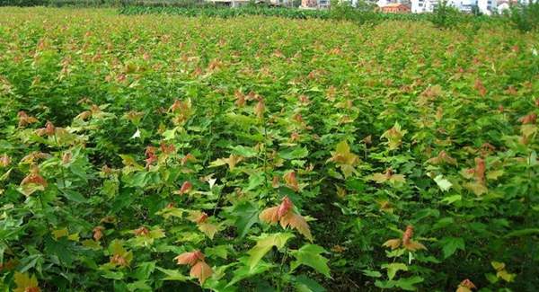 青楓樹修剪技術(shù) 青楓樹修剪技術(shù)