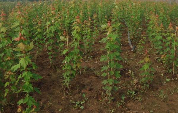 青楓樹修剪技術(shù) 青楓樹修剪技術(shù)