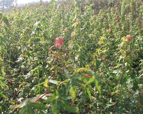 青楓樹(shù)的優(yōu)勢(shì) 青楓樹(shù)的優(yōu)勢(shì)