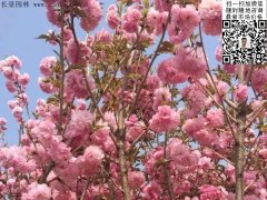 早櫻、晚櫻都是櫻，但你知道那款櫻花是最被看