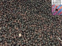 2020下半年最新欒樹籽多少錢一斤？