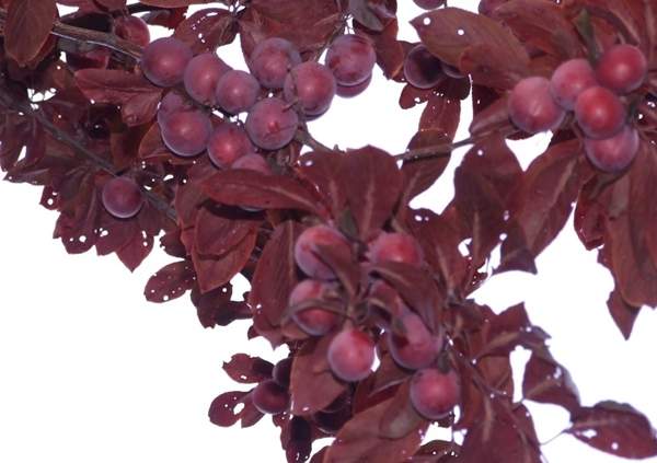 沭陽(yáng)紫葉李 沭陽(yáng)紫葉李