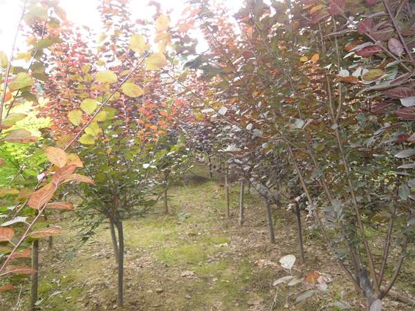 沭陽(yáng)紫葉李 沭陽(yáng)紫葉李