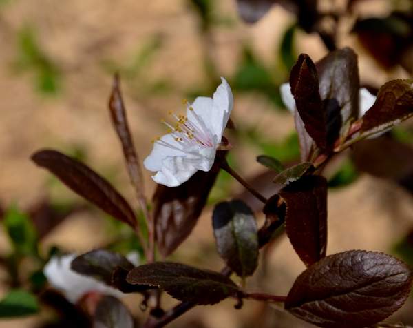 沭陽(yáng)紫葉李 沭陽(yáng)紫葉李