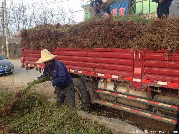 沭陽棣棠苗 沭陽棣棠苗