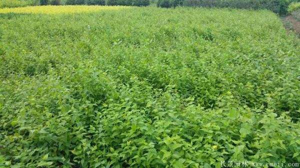 沭陽(yáng)單重瓣棣棠花價(jià)格