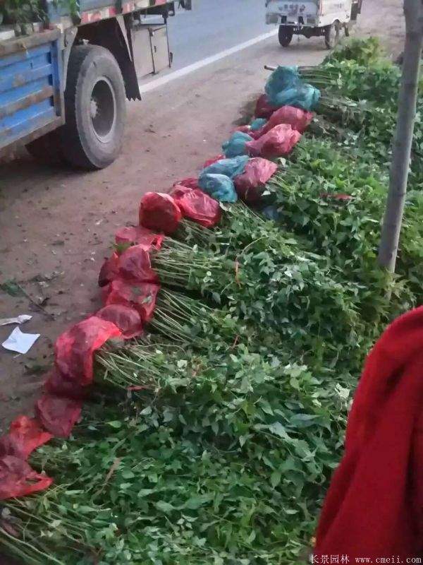 優(yōu)質(zhì)精品棣棠花