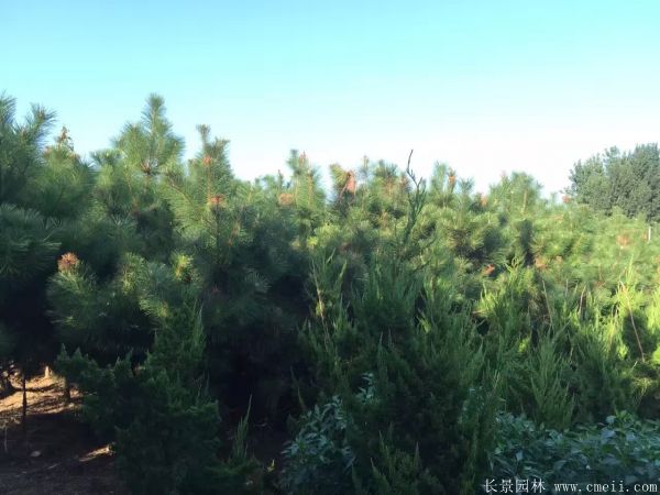 2016沭陽(yáng)黑松樹的規(guī)格 2016沭陽(yáng)黑松樹的規(guī)格