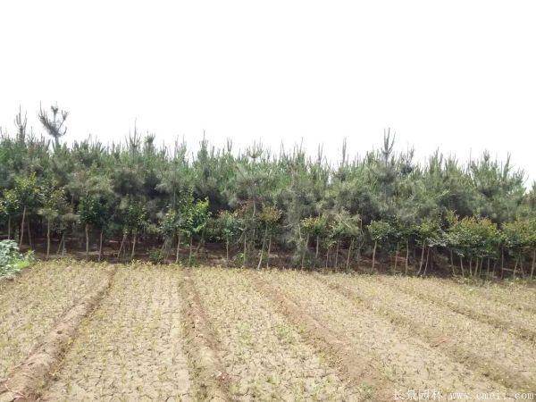 2016沭陽(yáng)黑松樹的規(guī)格 2016沭陽(yáng)黑松樹的規(guī)格