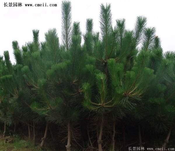沭陽黑松苗、黑松樹