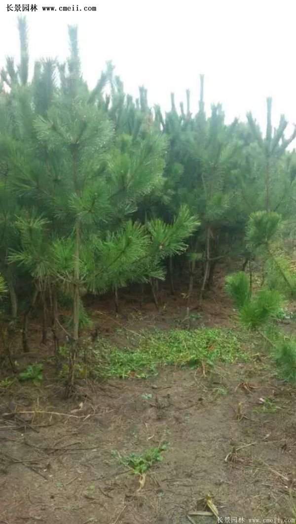 沭陽黑松苗、黑松樹