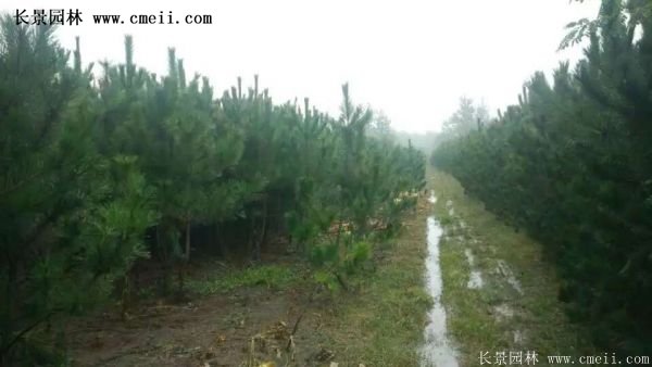 沭陽黑松苗、黑松樹