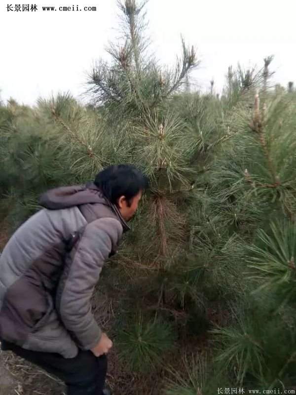 沭陽的黑松基地 沭陽的黑松基地