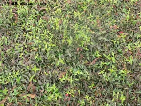 沭陽(yáng)扶芳藤