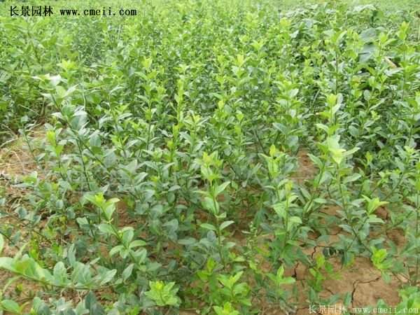 沭陽扶芳藤價(jià)格 沭陽扶芳藤價(jià)格