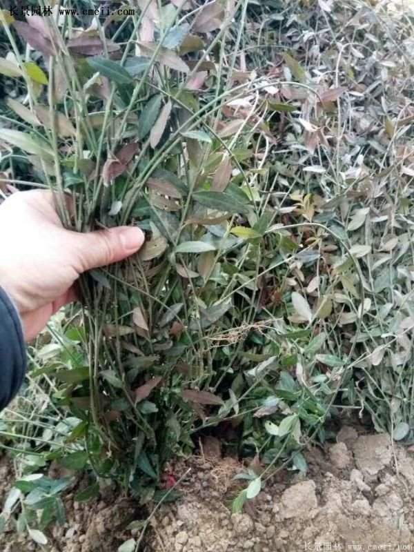 沭陽扶芳藤價(jià)格 沭陽扶芳藤價(jià)格