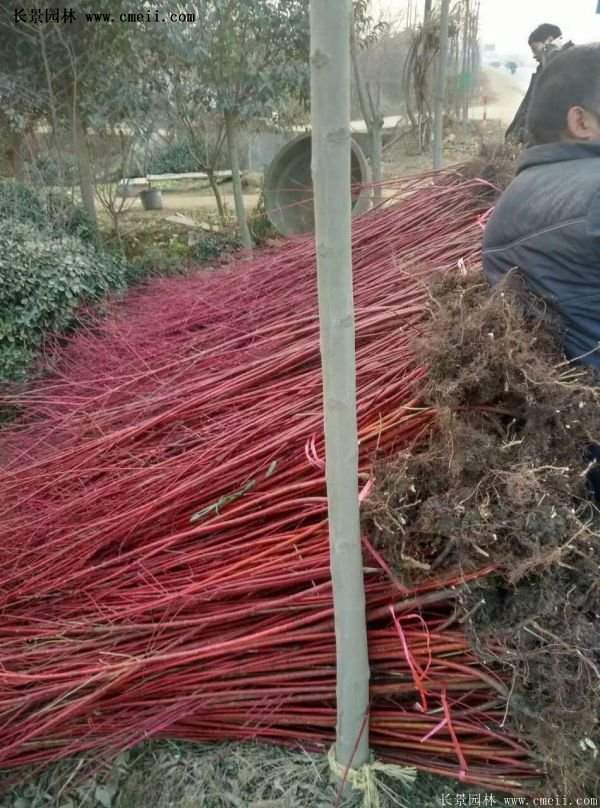 紅瑞木產地