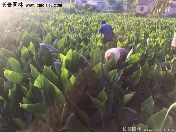 低價(jià)格，高質(zhì)量的美人蕉