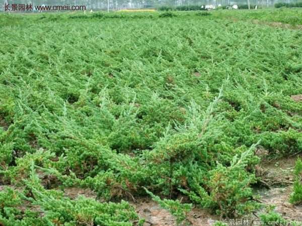 沭陽(yáng)的地柏