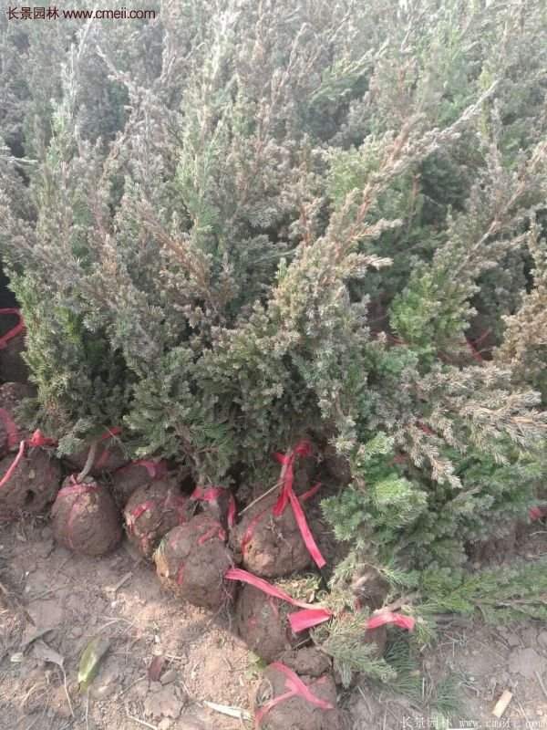 沭陽地柏的優(yōu)勢(shì)