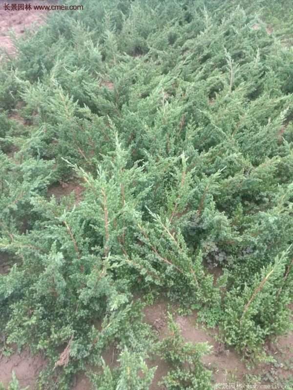 沭陽地柏的優(yōu)勢(shì)