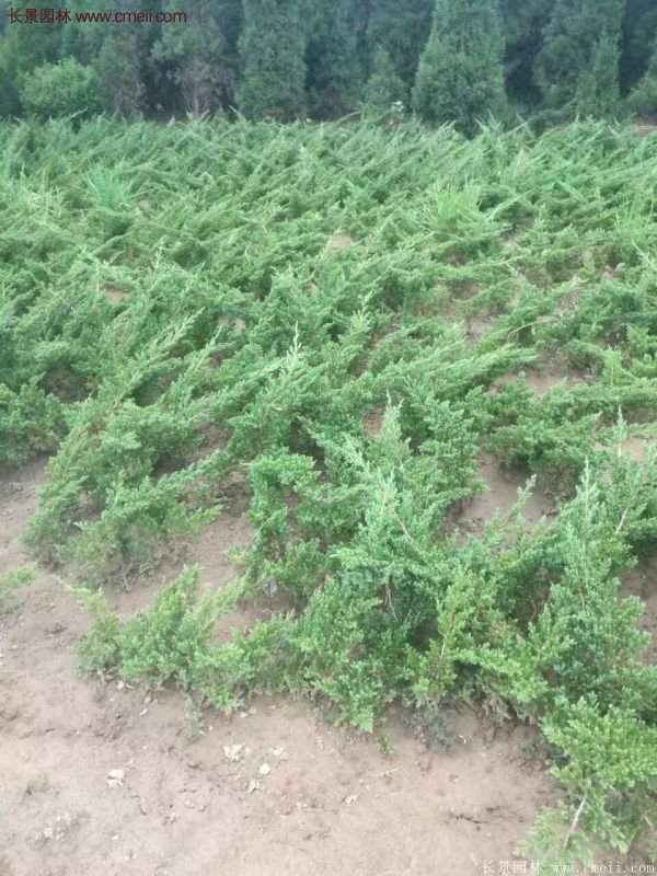 沭陽地柏的優(yōu)勢(shì)