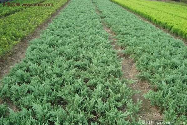 沭陽地柏的優(yōu)勢(shì)