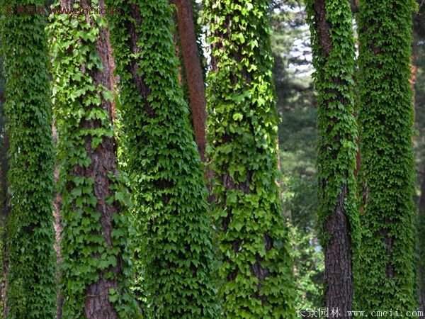 爬山虎一株多少錢？