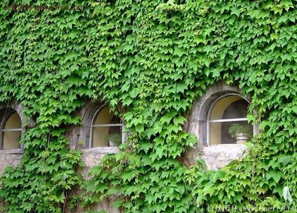 爬山虎一株多少錢？