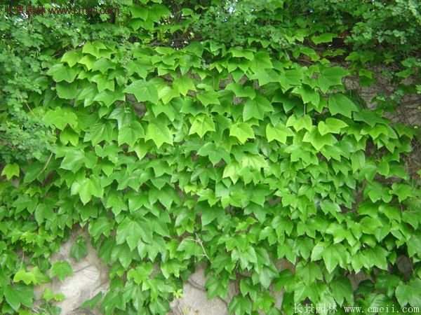 爬山虎一株多少錢？