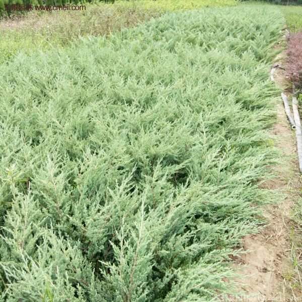 沭陽地柏苗的價格